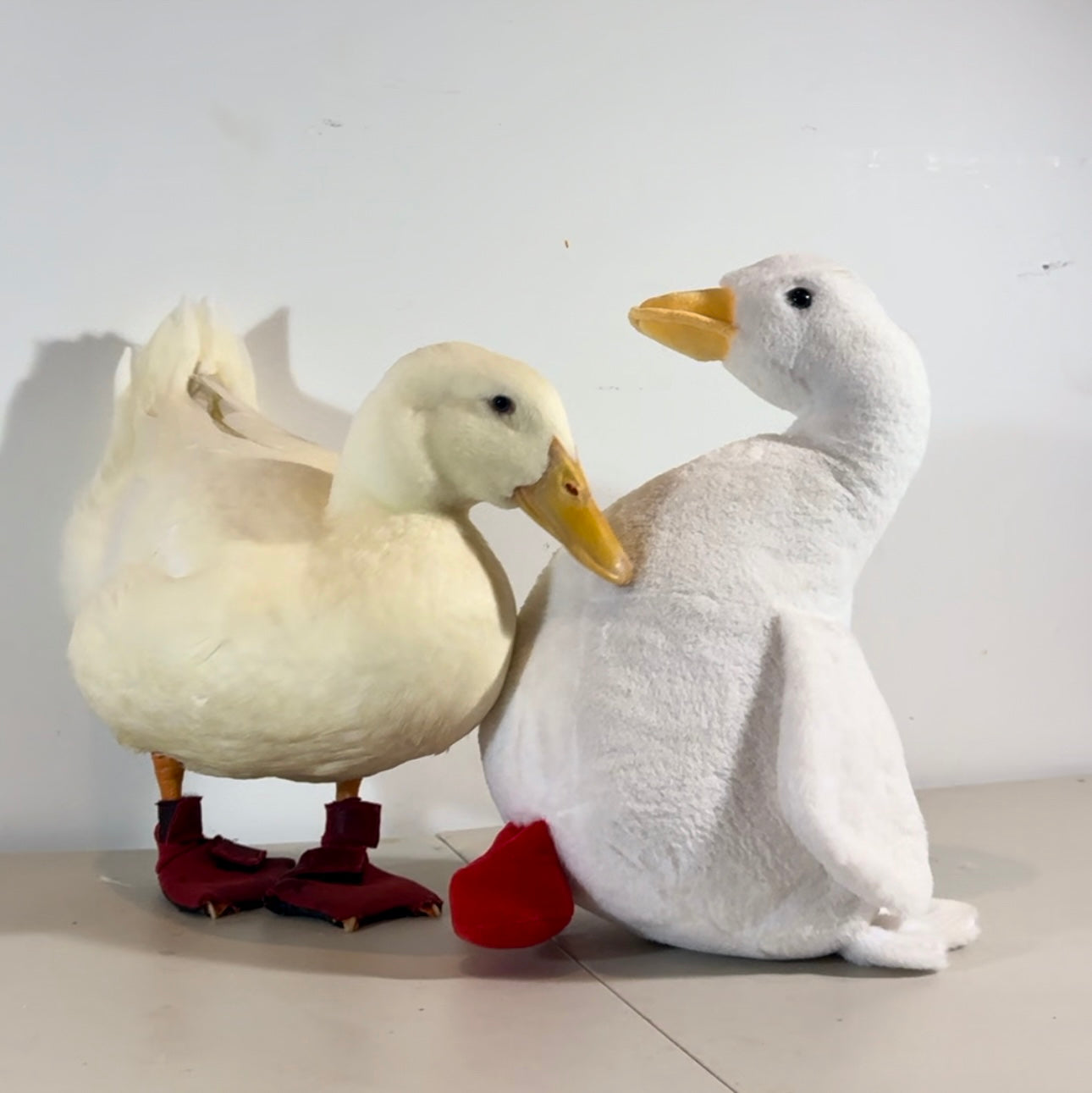 Baby Wrinkle Duck Plushy Toy