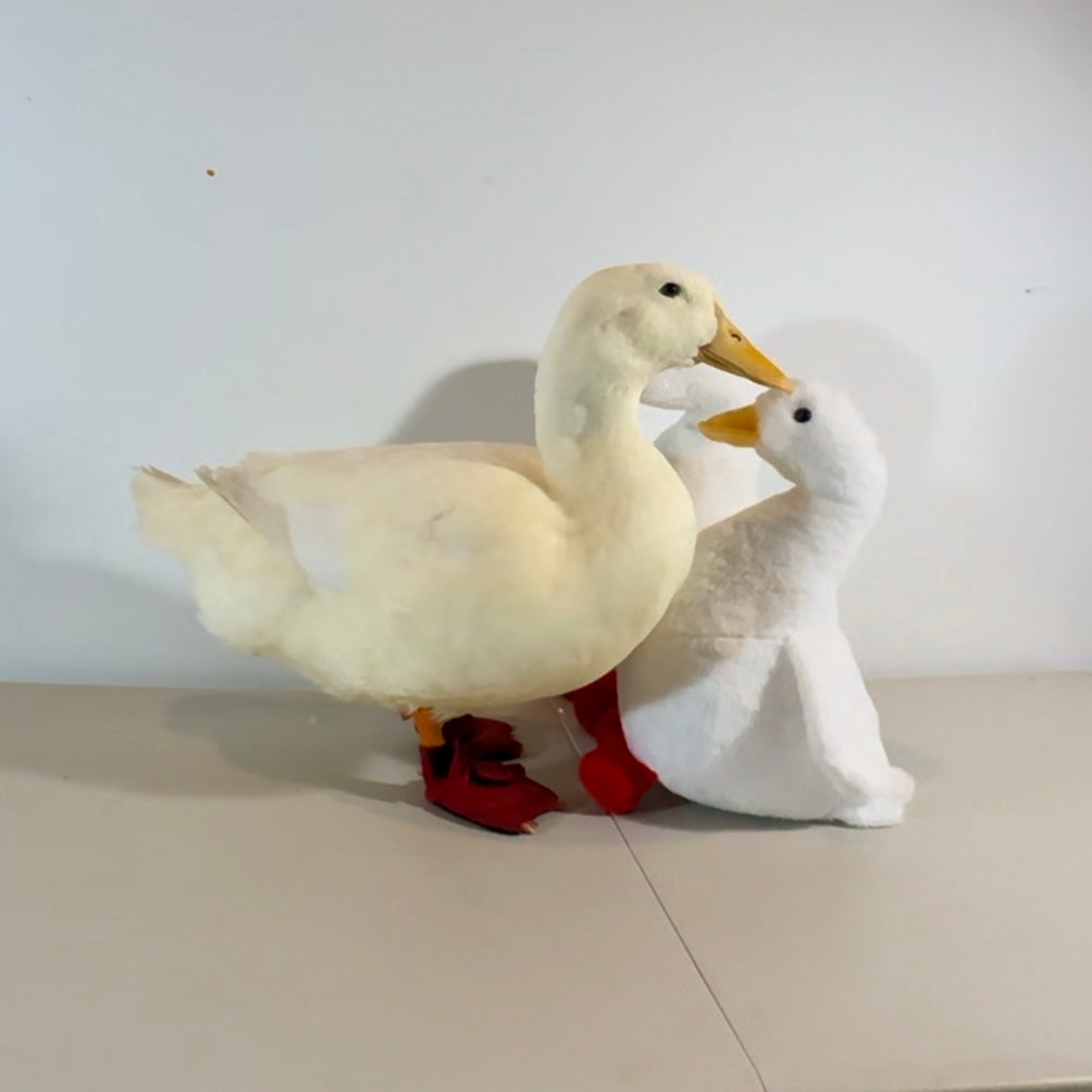 Baby Wrinkle Duck Plushy Toy