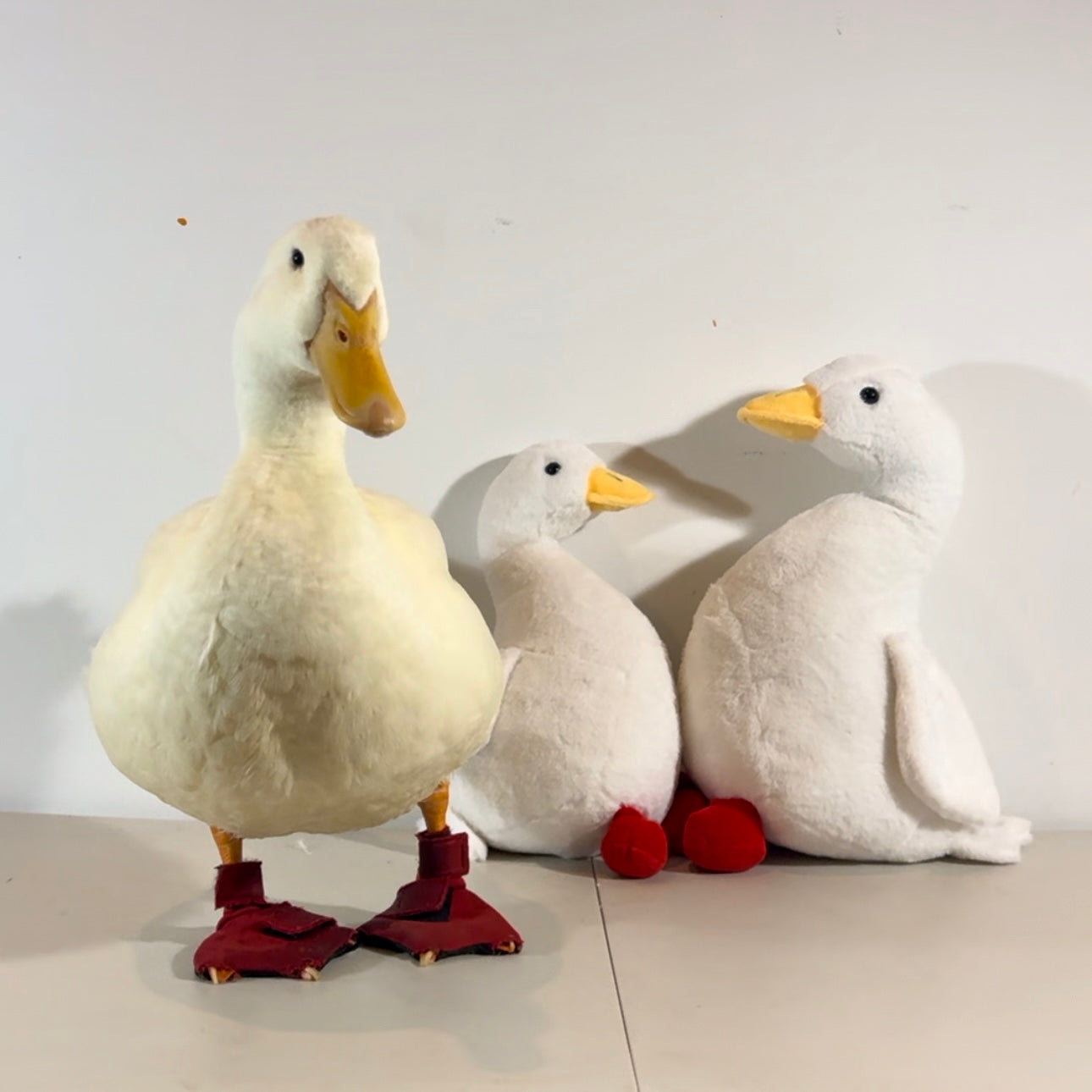 Baby Wrinkle Duck Plushy Toy